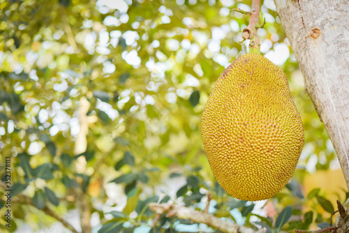 Jackfruit hanging on the jackfruit tree in the garden fruit in thailand  