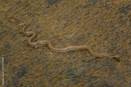 Brown snake on wet ground