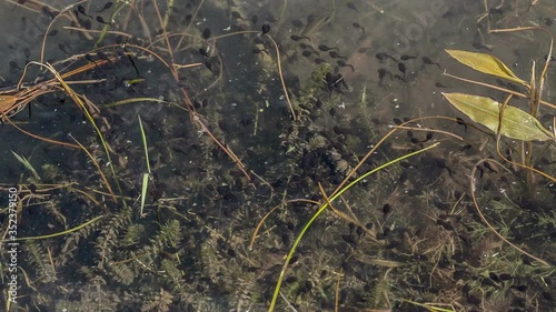 Tadpoles