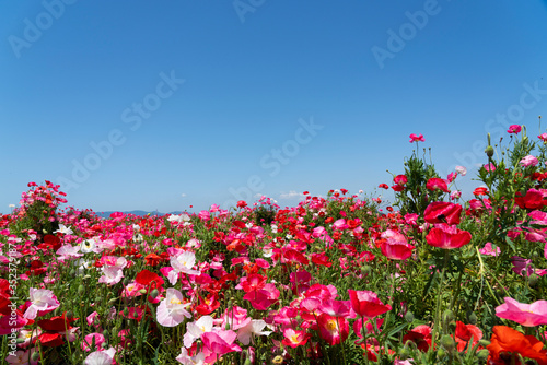 Wallpaper Mural A clear blue sky and a field of poppies Torontodigital.ca
