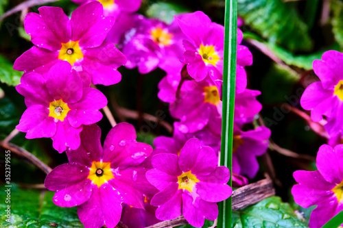 Blooms of Primula with purple flowers closeup. color