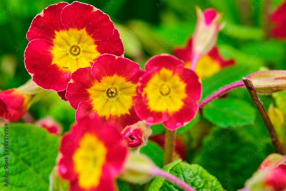 Blooms of Primula with purple flowers closeup. color Blooms of Primula with purple flowers closeup. color