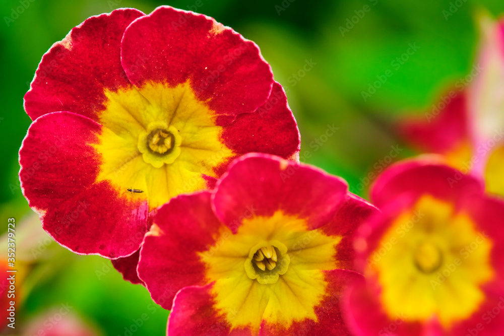 Blooms of Primula with purple flowers closeup. color Blooms of Primula with purple flowers closeup. color
