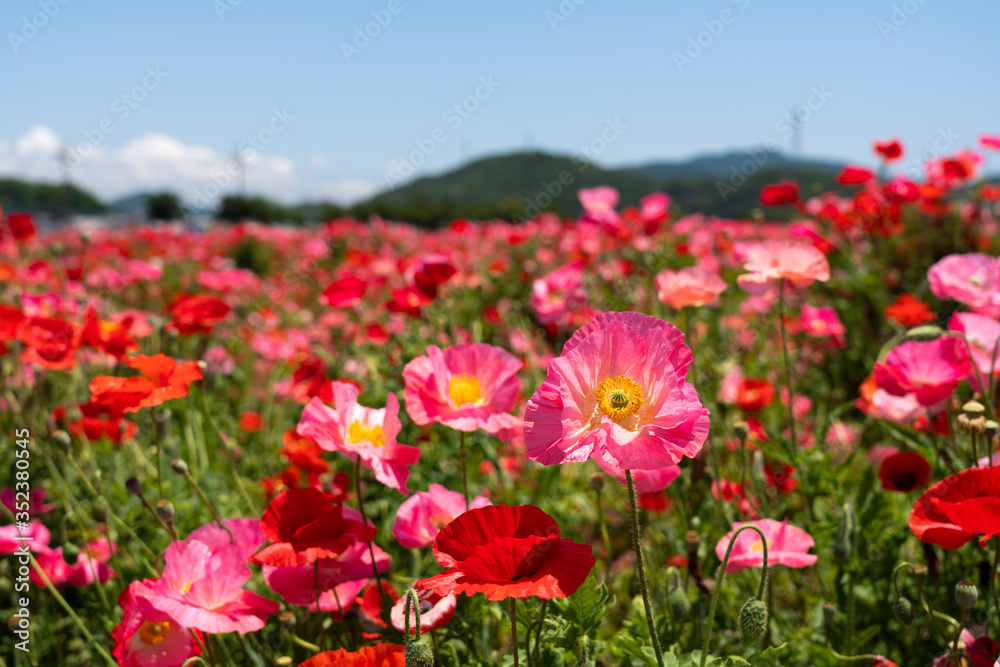 A clear blue sky and a field of poppies