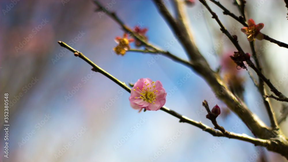 pink cherry blossom pink cherry blossom
