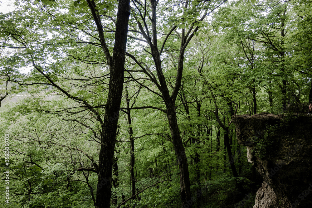 Naklejka premium Beautiful Rock Cliffs in a Dense Late Spring Forest at Ledge County Park near Horicon Marsh, Wisconsin