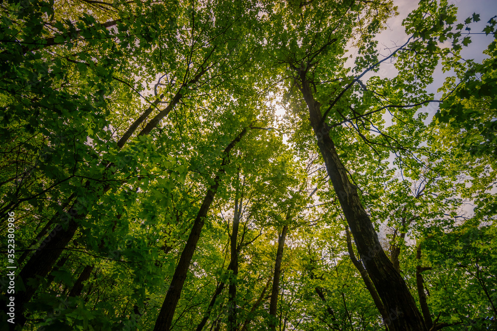 Obraz premium Sun Shining Through the Forest