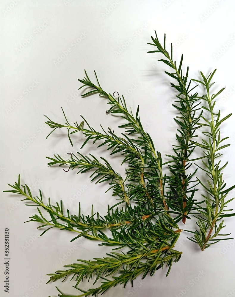 Fototapeta premium branches of a pine