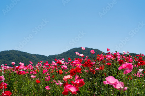 A clear blue sky and a field of poppies