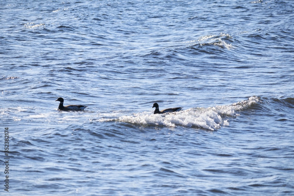 Fototapeta premium 鳥 海 素材