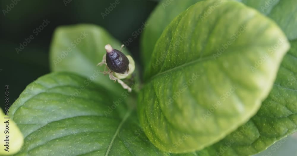 A lemon (Citrus limon) growing on a branch of a lemon tree with green leaves. A lemon (Citrus limon) growing on a branch of a lemon tree with green leaves.