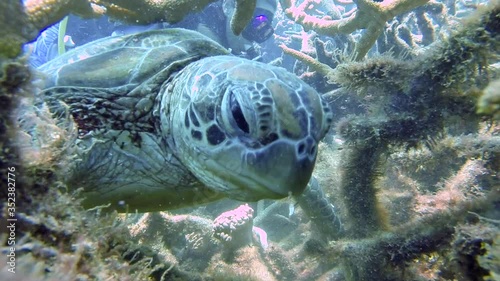 We did a couple of dives on the Great Barrier Reef in Australia, and were lucky enough to come across this cute and hungry turtle. photo