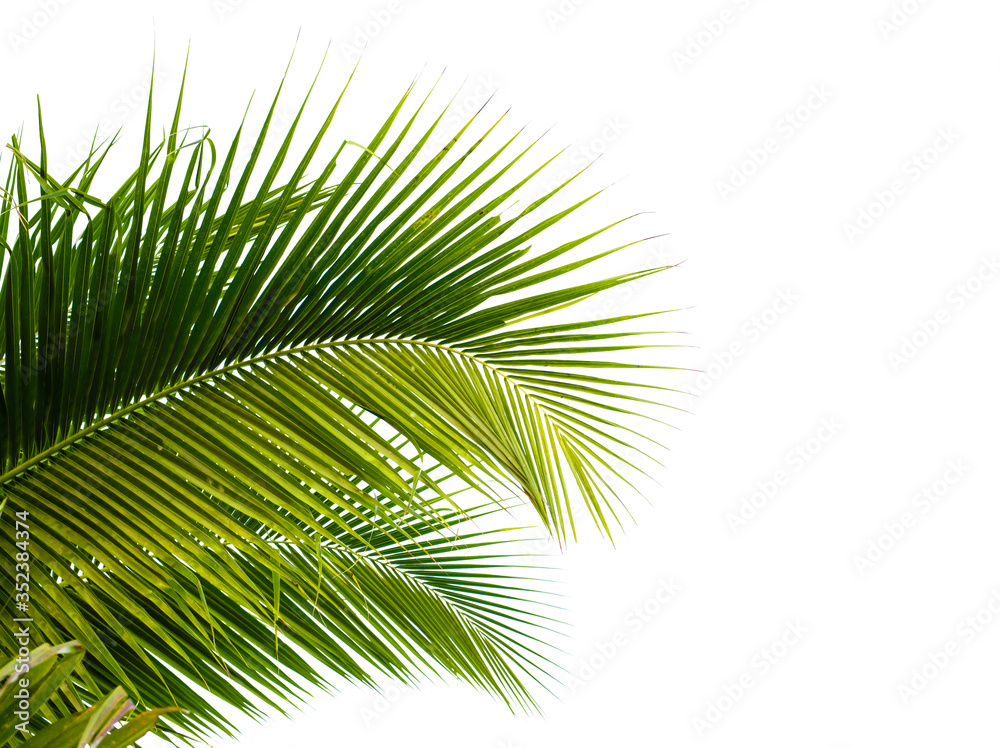 coconut palm leaf isolated on white with clipping path for object and retouch design.