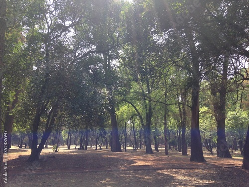 Bosque Mágico