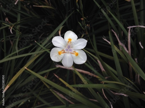Flor Geométrica