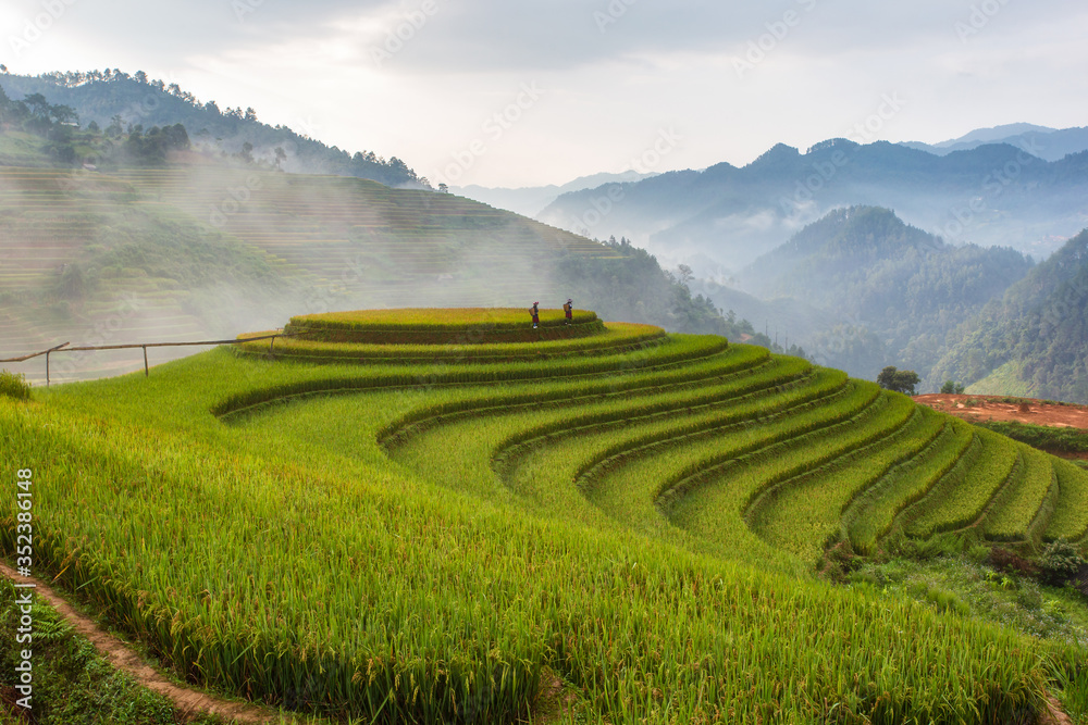 Terraced rice paddy field landscape of Mu Cang Chai