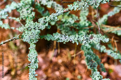 tree is covered with moss which damages the tree and kills it by allowing it to develop fungal diseases and infections. color photo