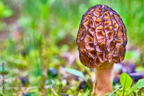Morel Mushroom Growing in Grassy Patch. color
