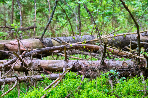 A fallen dry tree in the taiga is a source of increased fire danger during the dry season. Close-up of the trunk and branches of a fallen pine tree without needles in the forest color