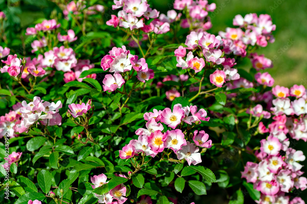 Pink roses in full blooming at Ayabe rose garden in Japan
