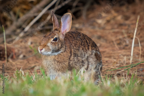 A cottontail rabbit out enjoying the grass. Wake County, North Carolina.