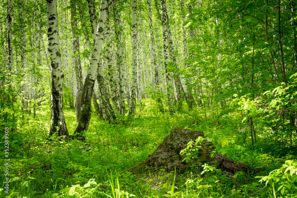 Beautiful green forest with fresh foliage