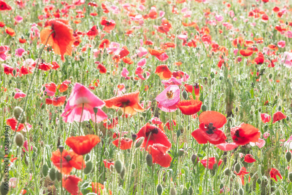 Fototapeta premium ポピー畑