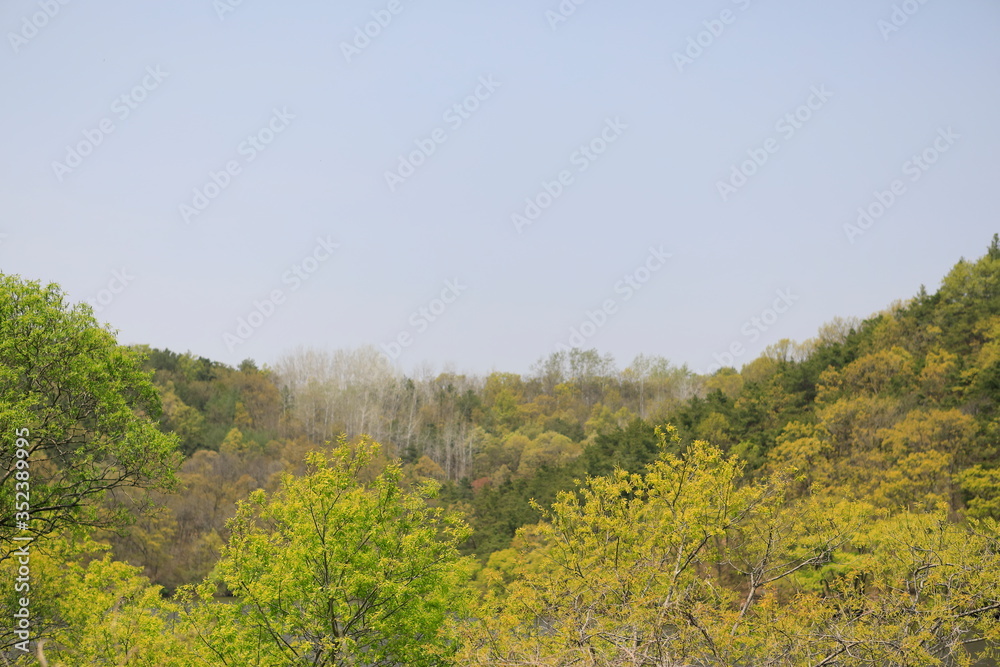 Obraz premium 한국의 봄풍경