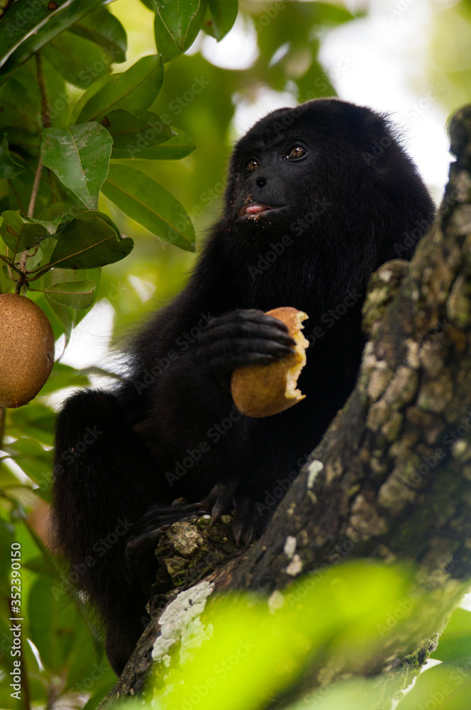 Fototapeta premium Ejemplar juvenil de Mono aullador (Alouatta pigra) come fruta en árbol en la ribera del Río Palizada,l en Campeche, México.