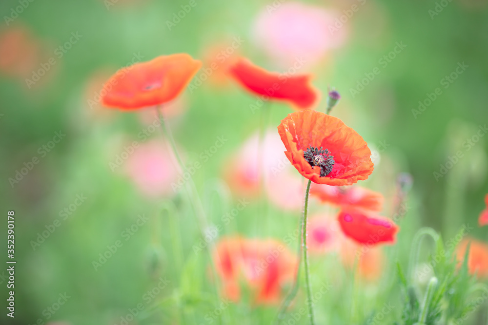 Obraz premium ポピー