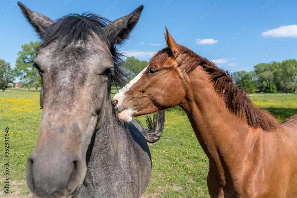 Obraz premium Horses in the pasture
