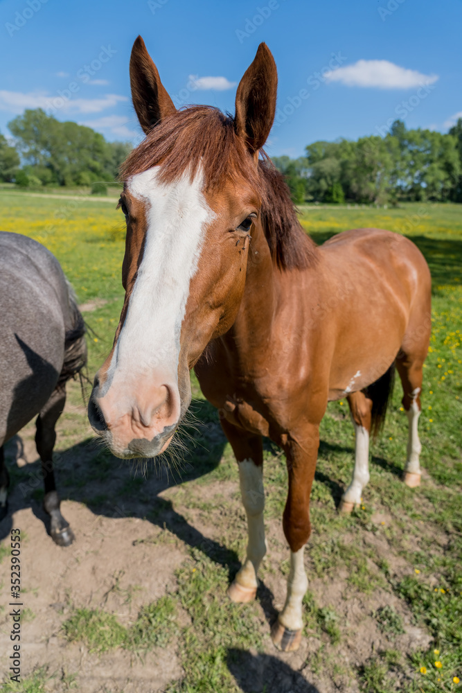 Horses in the pasture