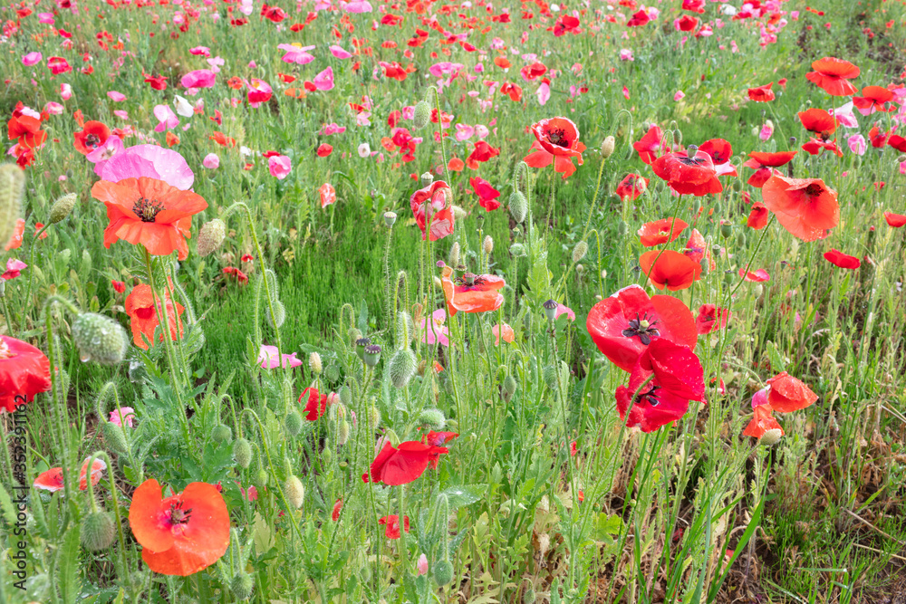 Fototapeta premium ポピー畑