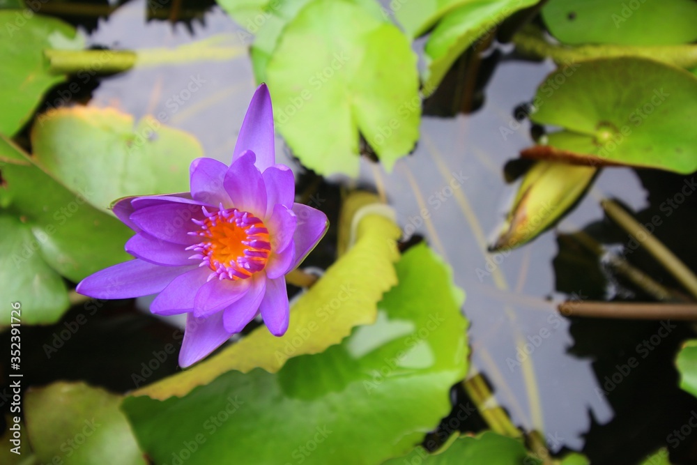 A purple lotus flower with green leaves in the pond A purple lotus flower with green leaves in the pond