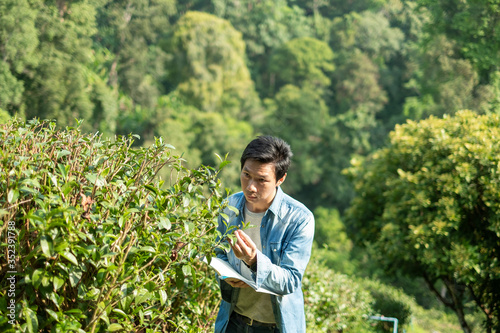 Asian man working in green tea plantation in Chiang-Mai THAILAND,. Agriculture Rural Concept