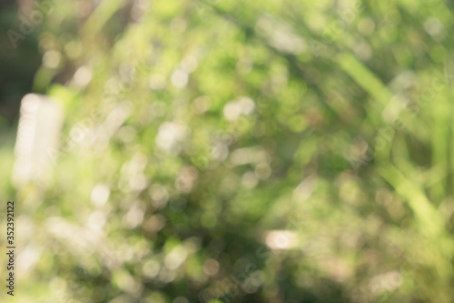 Colorful blurred in the green garden. Abstract blur foliage background in Springtime. Summer bright bokeh.