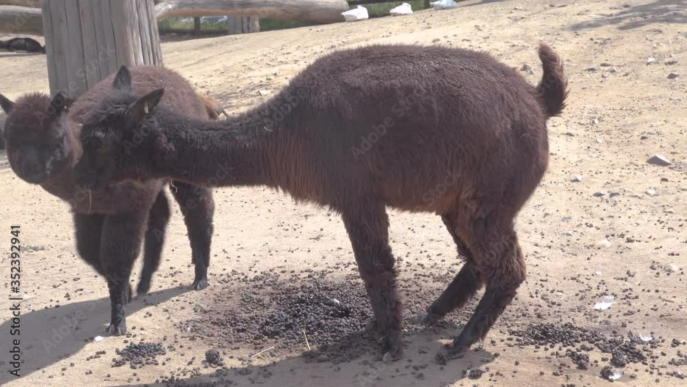 Static 4k shot of a black llama defecating on a sunny day and a second llama walking around then leaving. Llamas held in captivity in a zoological garden.