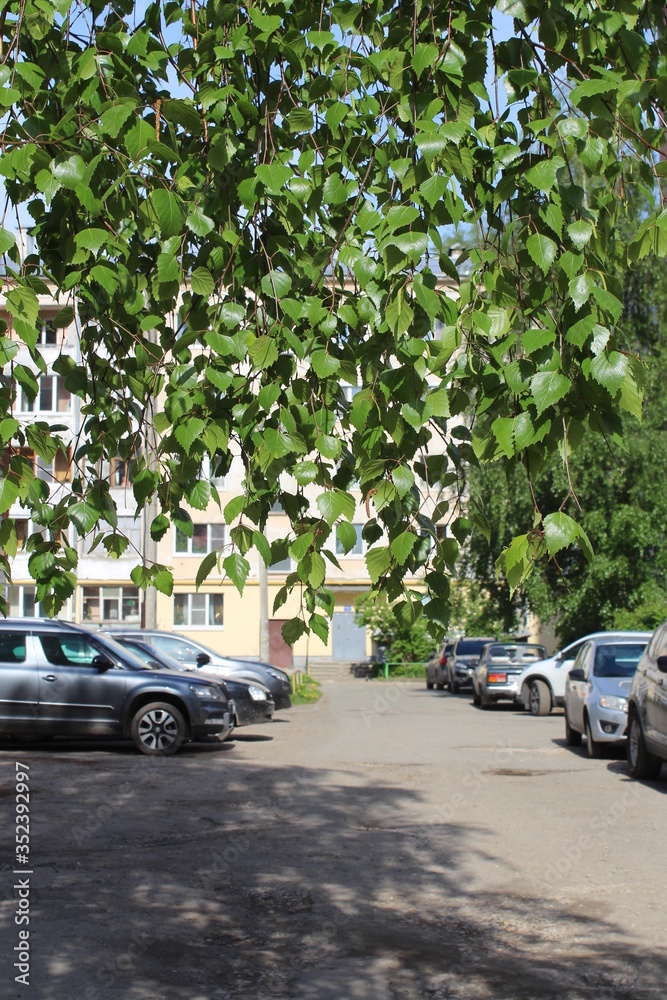Juicy green birch leaves hanging from top to bottom