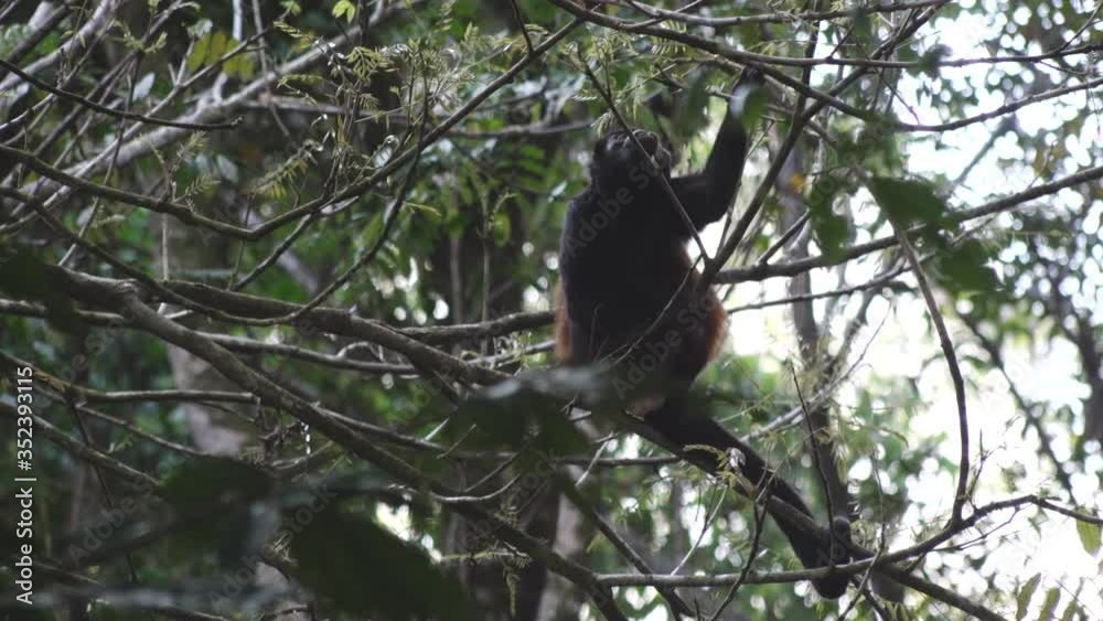 Howler Monkey Eating Tree Leaves in Slow Motion Jungle Canopy in Corcovado, Costa Rica