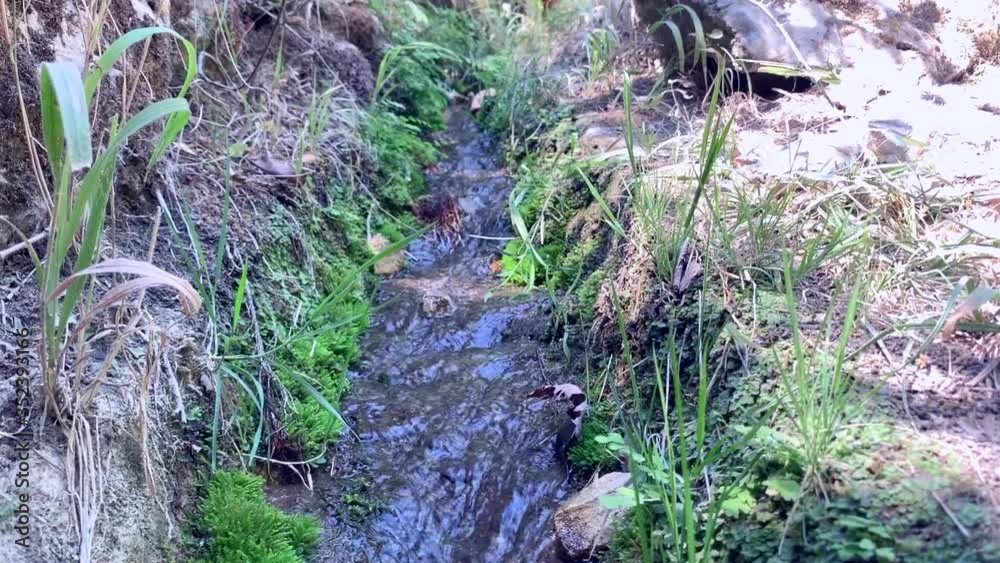 Water stream between vegetation and stones on a bright summer day Water stream between vegetation and stones on a bright summer day