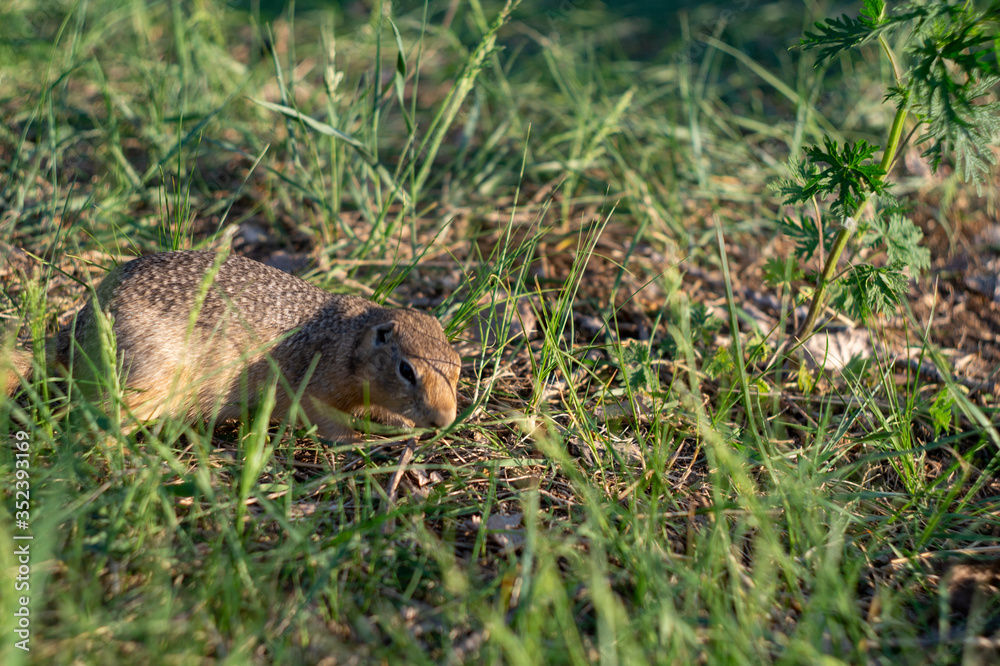 ground squirrel eats food in the field ground squirrel eats food in the field
