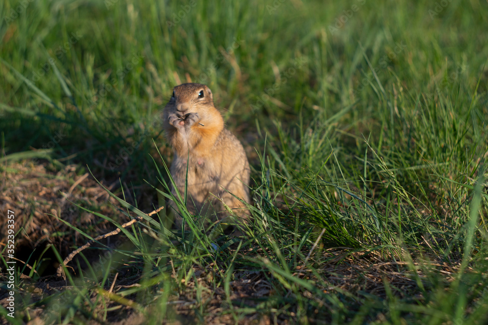 ground squirrel eats food in the field ground squirrel eats food in the field