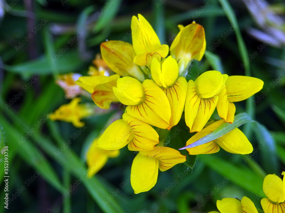 Fleurs sauvages jaunes Fleurs sauvages jaunes
