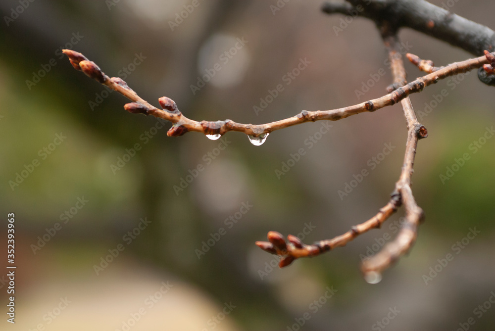 雫 雫