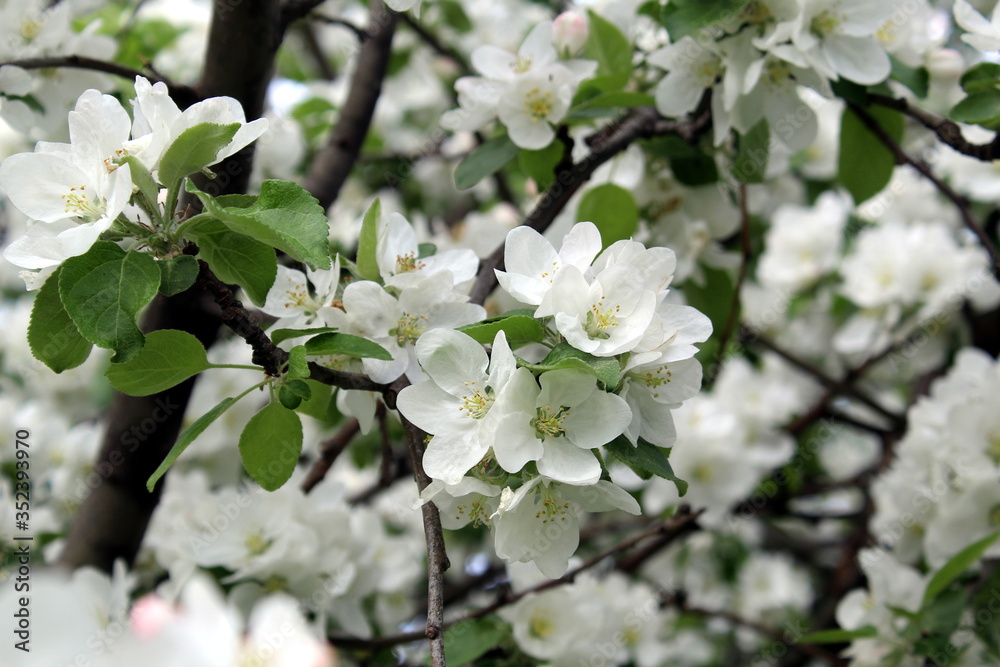 Texture spring white flowers of apple tree