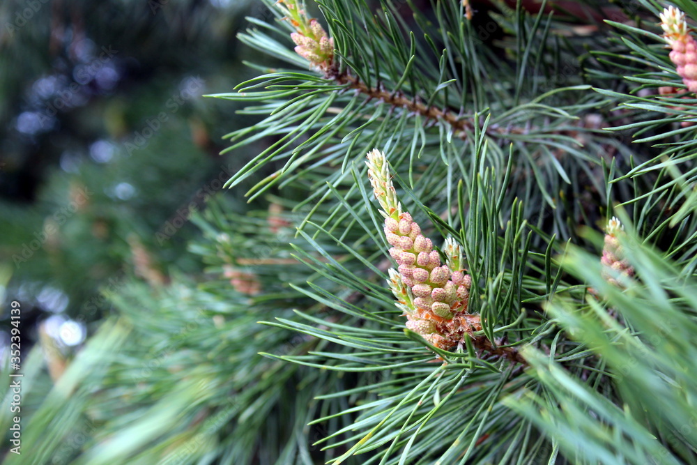Pine cone begins to grow in spring Pine cone begins to grow in spring