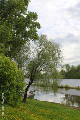 Spring green tree bent over the river