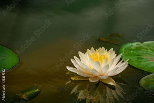 Lotus flower lily water close up with yellow pollen float on water