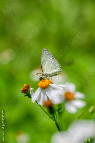 Yellow butterfly name is The Lemon Emigrant (Catopsilia Pomona) © jakk_wong