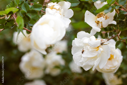 White floribunda blossom and leaves